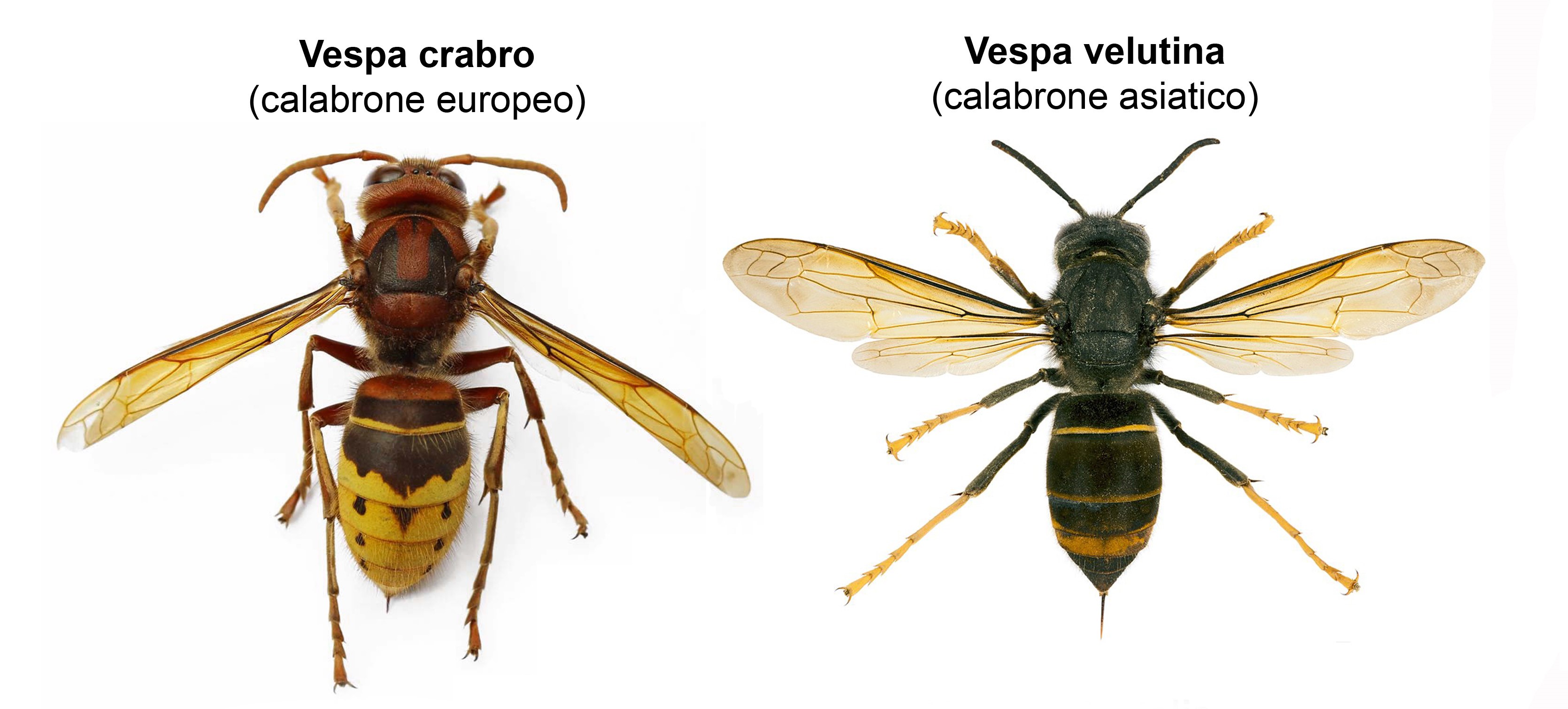 Crabro e velutina